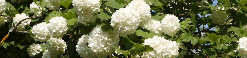 Viburnum banner